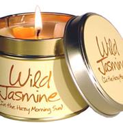 Wild Jasmine