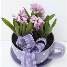Cup Of Hyacinths