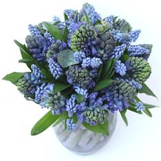 Hyacinth and Muscari Vase